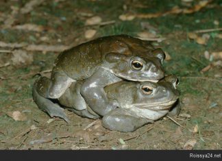 Лабораторная работа