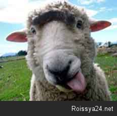 Овцу с монобровью клонировали в Дагестане