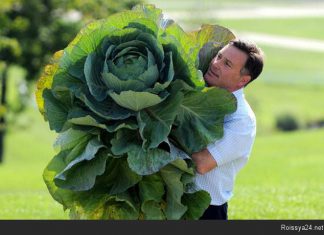 В Брюсселе местный учитель начальных классов женился на капусте