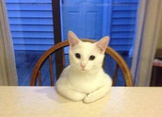 Какая няшечка! Теперь курс рубля не кажется таким пугающим