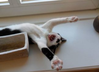 Министру энергетики Александру Валентиновичу Новаку приходит смс о падении цены на нефть до $79.90