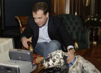 Дмитрий Анатольевич ищет в интернете способ, как отмыть от белой краски лабрадора Кони, оставленного ему на присмотр, пока хозяин в Китае