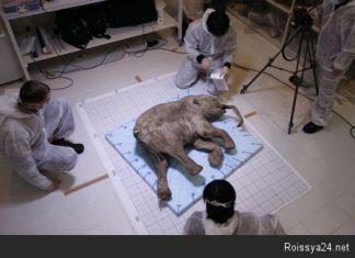 В Европе зарегистрировали партию мамонтофилов