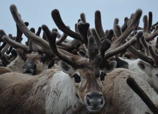 Олени на оленях. Оригинальненько.