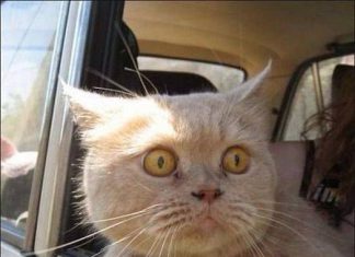 А в Швейцарии вообще котов едят