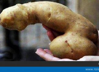 «Картофан»: фан по-белорусски!