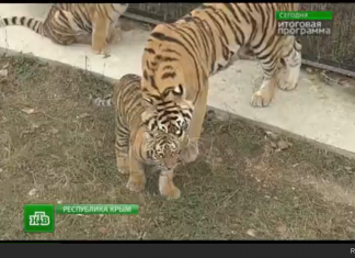 Тиграм в цирке не докладывают мясо! ©