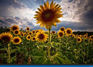 Соняшникова система