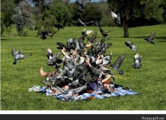 Кормить или не кормить