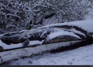 Убитого бандеровцами крокодила пронесут по Донбассу с почестями