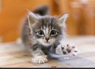 Ювенальная юстиция начала забирать собак и кошек