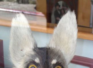 Кинологический кобель показал чудеса верности