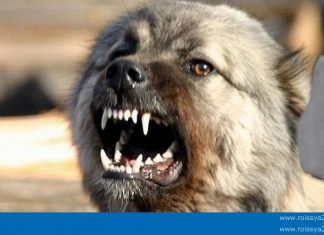 На Львовщине откусили задницу донецкому шахтёру