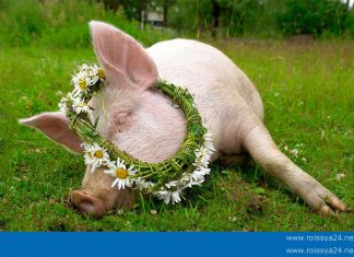 Британские ученые установили биологические причины исторической политической нестабильности на Украине