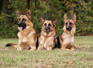 Изнасилованных в Европе собак выкупили кубанские казаки