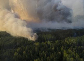 СБУ подожгла лес вокруг Чернобыля