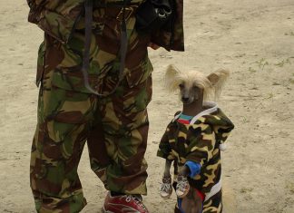 Собачку жалко