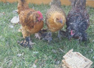 Под Сестрорецком линчевали насильника кур