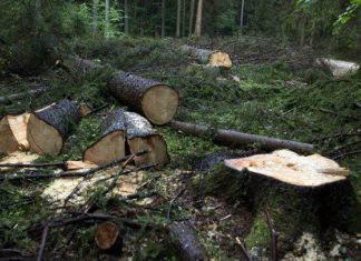 Бывший уголовник срубил все деревья в луганском парке