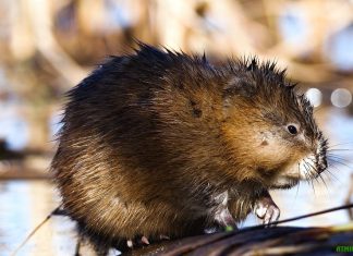 В Красноярском крае бешеные выхухоли съели девушку