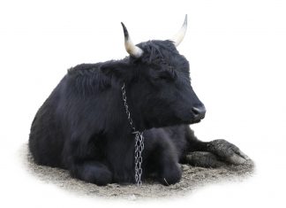 Задержан организатор подпольной корриды в Москве