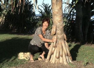 Первый в мире дендробордель открывается в киевском ботсаду