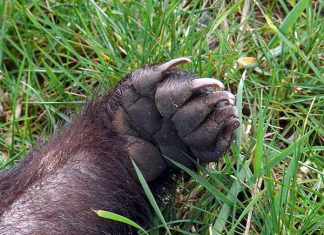 Генномодифицированные барсуки — наш шаг в Европу