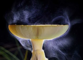 Навстречу лету: КРАСНЫЙ МУХОМОР, Amanita muscaria