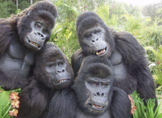 Тем временем в АсАшАй продолжается целование ботинков чернокожих баскетболистов белыми дурами-чернильницами.