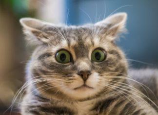 ХАРЕ КРИШНА! НАМ ВСЕМ ПИЗДА!