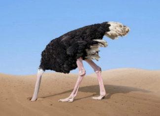 Забой страуса: правила, подготовка, методы убоя и ошибки новичков