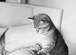 Крысы бегут с корабля: Датская компания вышла из проекта «Северного потока-2»