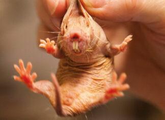 Семьи землекопов Донбасса общаются на разных диалектах