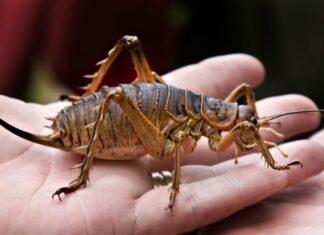 Вот сцуко жук! Криворукие ебланы воткнули прослушку в айфон)))