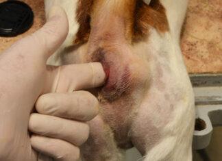 Я не настаиваю, что все демократы – конокрады, но, по-видимому, все конокрады – демократы