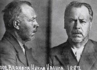 Николай Вавилов, 1941 год, СССР