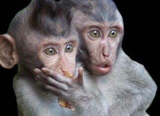 ТУПЫЕ ТВАРИ